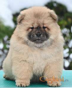 Chow Chow Cau Cau Čau Čau