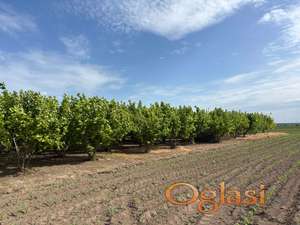 Zemljište sa lešnikom! Sremska Mitrovica Veliki Radinci