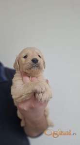 Stenci Zlatnog retrivera