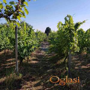 Lep vinograd u rodu-Titel!