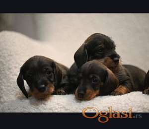 Na prodaju štenci rase oštrodlaki jazavičar - kunićar