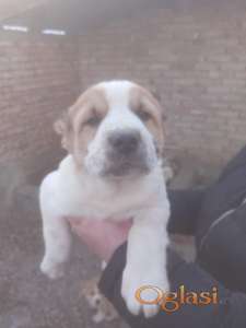 Srednjeazijski ovčar VRHUNSKI štenci