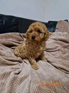 Crvena Toy Pudla prelepi štenci