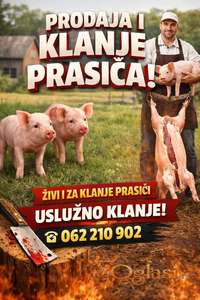 Prodaja prasića i uslužno klanje