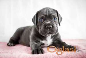 Rotvajler i Cane Corso