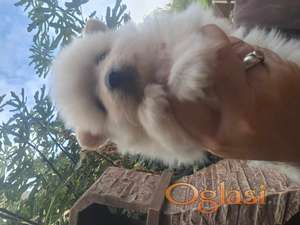 Pomeranski spic