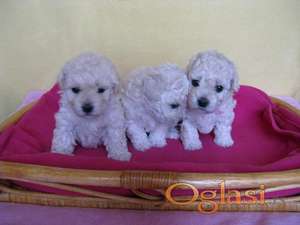 Pudla