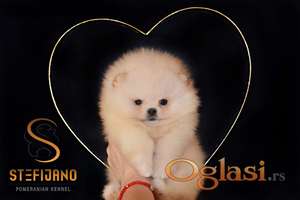 Pomeranac prelepi štenci
