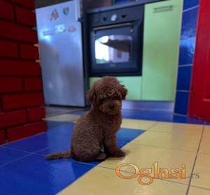 Toy Pudla kvalitetni štenci