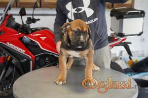 Južnoafrički mastif - Boerboel štenci