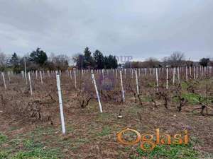 Plac Petrovaradin 934m2