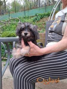 Mini morki muško štene