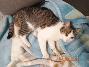 poklanjam lepu mačku