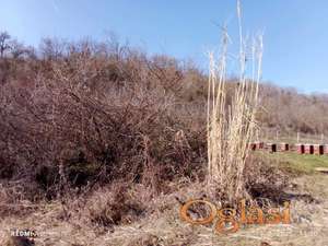 Berkasovo zemljište u građevinskom području 1163m2 HITNO!