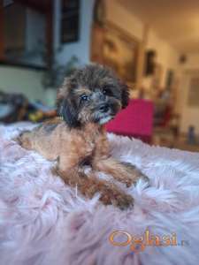 Pudla mini aprikot-braon ženka