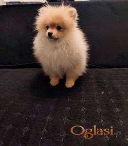 Štenci pomeranskog špica