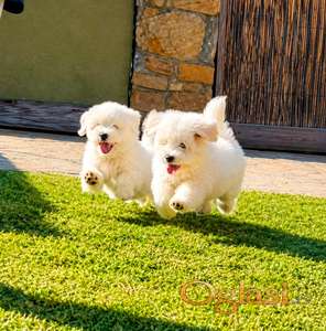 Coton de Tulear stenci