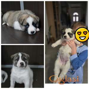 Stenci Američke akite na prodaju