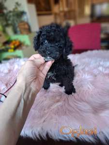 Toy pudle crne oba pola