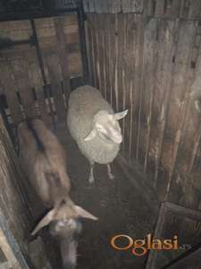 Jagnje