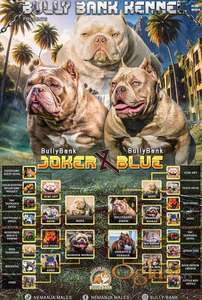 American Bully Ženka je stara 13 meseci, vrhunskog, izuzetnog porekla.