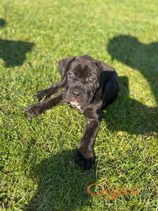 Cane Corso štenci