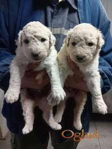 Madjarski kuvasi cistokrvni