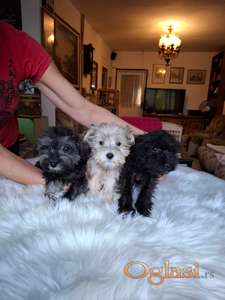 Patuljasti šnauceri