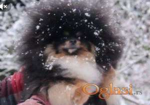 Pomeranci boo – najlepši mini medvedići