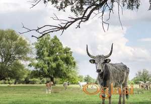 Parcela na  Krčedinskoj adi...