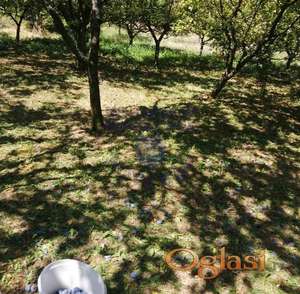 Na prodaju dve spojene parcele pod raznim voćem