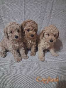 Patuljaste Pudle prodaja