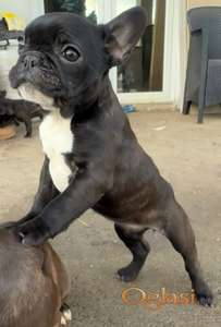 Francuski buldog