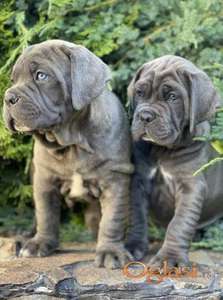 Cane Corso Kane Korso TOP KVALITET