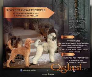 U ponudi štenci Kraljevske pudle vrhunskog porekla