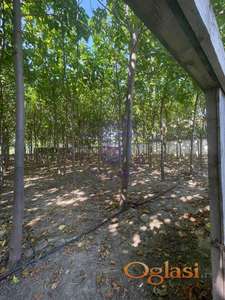 Perdstavljamo Vam sjajan plac u centru Bačkog Gradišta