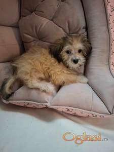 Mikro maltipu ženke