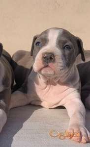 Americki Staford plavi stenci