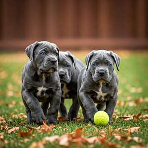 Cane Corso Kane Korso TOP KVALITET