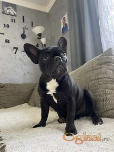 Francuski buldog štenci