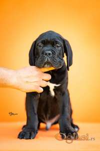 Cane Corso prelepi štenci