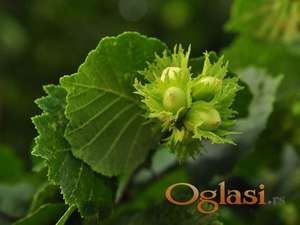 Sadnice Zbunastog Lesnik - Dele Langde, Romana, Rimski...