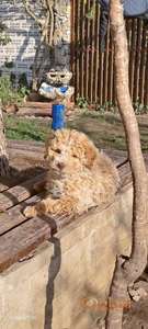 Žensko štene, Roze boje