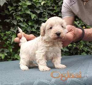 MALTIPOO