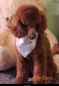 Odrastao mužjak crvene pudle