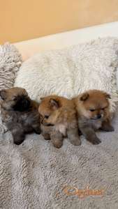 Pomeranian Boo Štenci