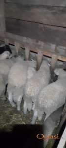 NA PRODAJU JAGNJAD Domaća • kvalitetna ⚖️ Težina: 30 – 40+ kg