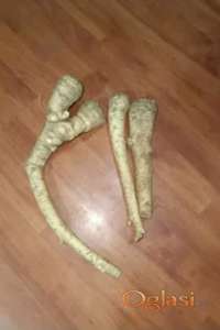 Ren u korenu i sadnice rena