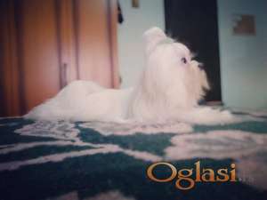 Maltezer Mužjak za Parenje