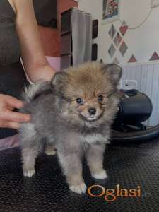 Pomeranski spic